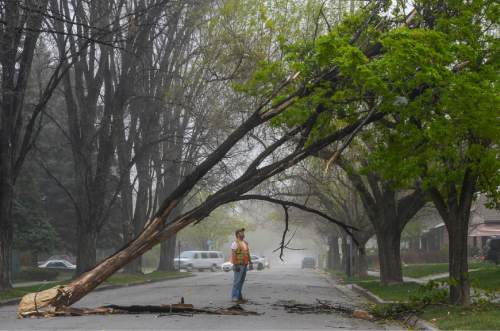 Francisco Kjolseth  |  The Salt Lake Tribune 
A tree limb blocks the road along 500 East and Ramona in Salt Lake City, taking out power lines during severe winds on Tuesday, April, 14, 2015.