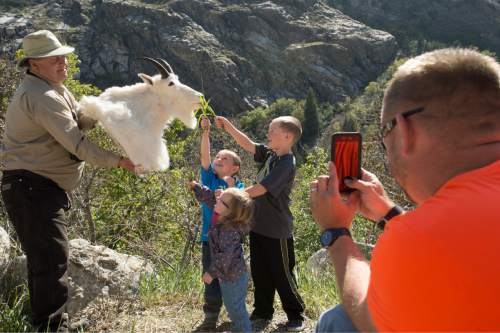 Rick Egan  |  The Salt Lake Tribune

Scott Root holds a mountain goat head, as Mason, 7, Logan, 4, and  Braylee Williams, 2, pose for a photo, as their dad Mike takes their picture, during the Utah Division of Wildlife Resources' annual mountain goat viewing event, at the Park-and-ride lot at the mouth of Little Cottonwood Canyon, Saturday, April 18, 2015.
