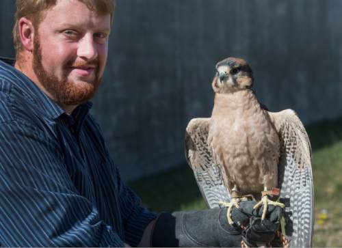 Steve Griffin  |  The Salt Lake Tribune

Wether it is eagles, owls, hawks or flacons, like this Lanner falcon, Ben Woodruff, of West Jordan, loves all birds of prey. A professional falconer and director of the John Hutchings Museum in Lehi, Utah Woodruff loves to use his birds in educational situations at the museum and all over the state.