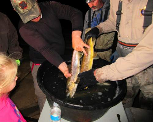 Green River Fishing Report - The fish are healthy and the angling