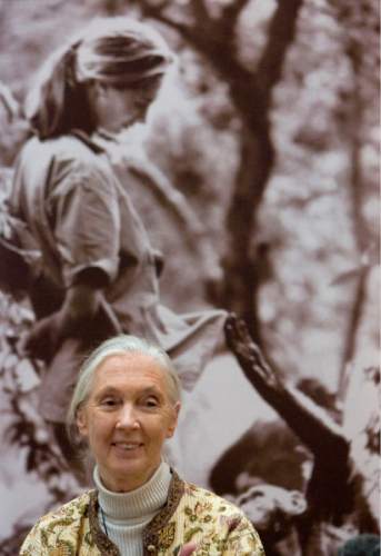 Salt Lake City -   British primatologist and anthropologist Dr. Jane Goodall, who spent parts of 40 years of her life among a chimpanzee colony in Tanzania, sits in front a picture of her from the early 1960's as she speaks about the world's environmental problems, threats to animals species, her own pioneering work, and the work of local children in her "Roots & Shoots" program at the University of Utah Museum of Fine Arts Monday March 3, 2008   Steve Griffin/The Salt Lake Tribune 3/3/08