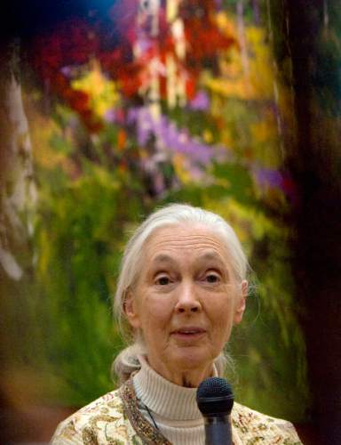 Salt Lake City -   British primatologist and anthropologist Dr. Jane Goodall, who spent parts of 40 years of her life among a chimpanzee colony in Tanzania, speaks about the world's environmental problems, threats to animals species, her own pioneering work, and the work of local children in her "Roots & Shoots" program at the University of Utah Museum of Fine Arts Monday March 3, 2008   Steve Griffin/The Salt Lake Tribune 3/3/08