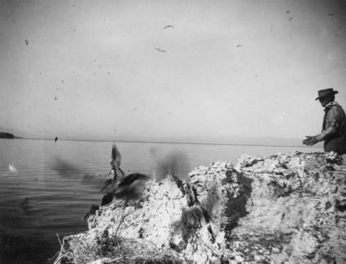 |  Courtesy Utah State Historical Society

Bird Island, Great Salt Lake. Photo from glass negative from the Salt Lake Tribune Collection.