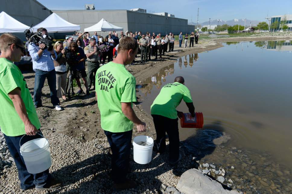 Francisco Kjolseth  |  The Salt Lake Tribune 
Inmates release some of the 5,000 native Utah "Least Chub" fish into the prison's new jail pond. The purpose of the program is to repopulate the threatened species while teaching prisoners new concepts and skills in science and sustainability.