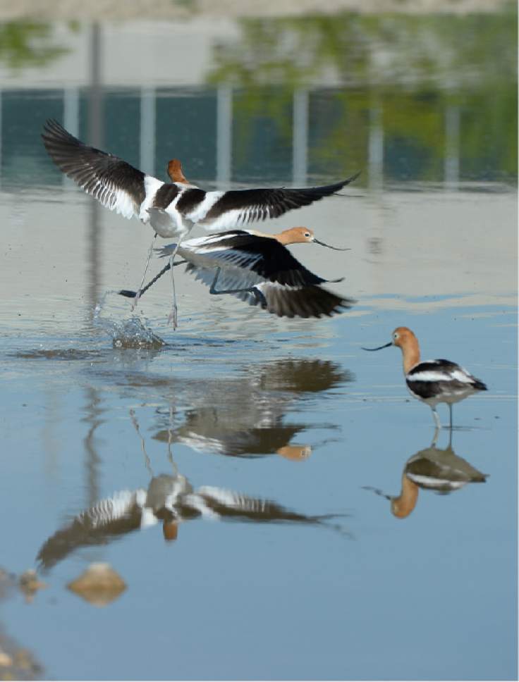 Francisco Kjolseth  |  The Salt Lake Tribune 
The Sheriff's Office which opened the new jail pond, where 5,000 native Utah "Least Chub" will be planted, are pleasantly surprised that American Avocet birds have already taken up residence along the shores. The purpose of the program is to repopulate the threatened species while teaching prisoners new concepts and skills in science and sustainability.