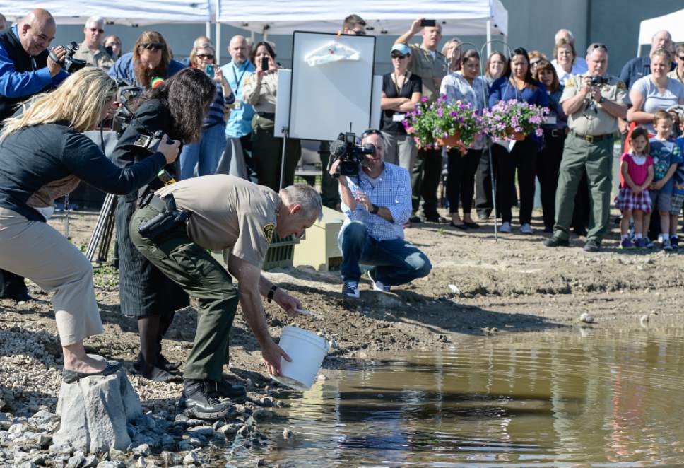 Francisco Kjolseth  |  The Salt Lake Tribune 
Salt Lake County Sheriff James M. Winder releases a bucket full of fish as the Sheriff's Office opens the new jail pond, where 5,000 native Utah "Least Chub" will be planted. The purpose of the program is to repopulate the threatened species while teaching prisoners new concepts and skills in science and sustainability.