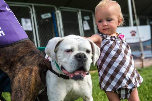 Chris Detrick  |  The Salt Lake Tribune
Gwendylan Bollwerk, 16 months, of Sandy, pets Missy, a Boxer available for adoption, during Best Friends Animal Society's No Kill Utah Adoption Weekend at the Utah State Fairpark Friday May 1, 2015. Shelters and rescue groups will have more than 800 dogs and cats, puppies and kittens ready for adoption. The adoption weekend continues 10 a.m.-6 p.m. Saturday at the Utah State Fairpark.