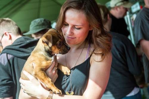 Chris Detrick  |  The Salt Lake Tribune
Gabrielle Mack, of Salt Lake City, holds Hercules, an 8-month old putt bull she adopted, during Best Friends Animal Society's No Kill Utah Adoption Weekend at the Utah State Fairpark Friday May 1, 2015. Shelters and rescue groups will have more than 800 dogs and cats, puppies and kittens ready for adoption. The adoption weekend continues 10 a.m.-6 p.m. Saturday at the Utah State Fairpark.