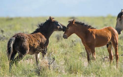 Rick Egan  |  The Salt Lake Tribune

Foals play together in the Onaqui wild horse herd about 60 miles southwest of Tooele near Simpson Springs, Thursday June 5, 2014.