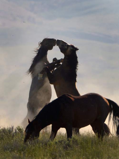 Rick Egan  |  The Salt Lake Tribune

Fighting wild horsse exhibit dominance behavior in the Onaqui wild horse herd, about 60 miles southwest of Tooele near Simpson Springs, Thursday June 5, 2014.