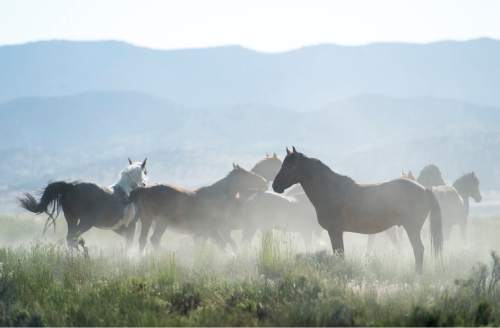 Rick Egan  |  The Salt Lake Tribune

Wild horses in the Onaqui wild horse herd about 60 miles southwest of Tooele,  near Simpson Springs, Thursday June 5, 2014.