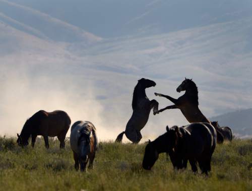 Rick Egan  |  The Salt Lake Tribune

Fighting wild horse exhibit dominance behavior in the Onaqui wild horse herd, about 60 miles southwest of Tooele near Simpson Springs, Thursday June 5, 2014.