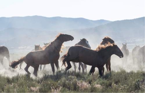 Rick Egan  |  The Salt Lake Tribune

Horses from the Onaqui wild horse herd about 60 miles southwest of Tooele  near Simpson Springs, Thursday June 5, 2014.