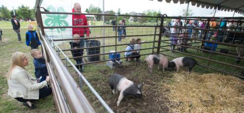 Steve Griffin  |  The Salt Lake Tribune

Baby pigs root around in their pen during Baby Animal Days at the USU Botanical Center in Kaysville, Utah Friday, May 8, 2015.