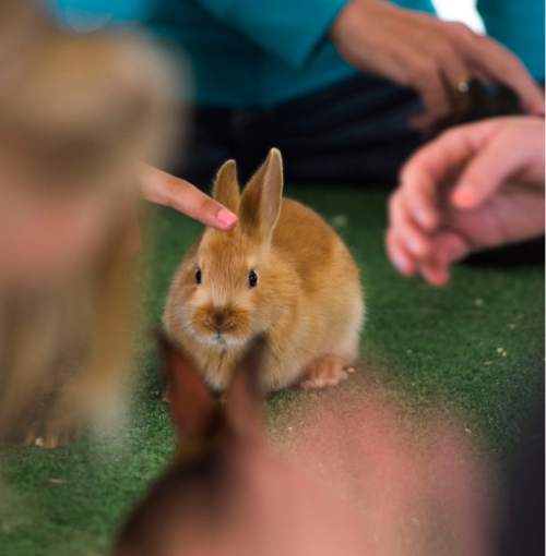 Steve Griffin  |  The Salt Lake Tribune

Bunnies hope around on their artificial turf runway stopping for scratches during the Baby Animal Days at the USU Botanical Center in Kaysville, Utah Friday, May 8, 2015.