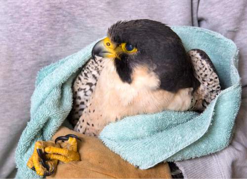 Rick Egan  |  The Salt Lake Tribune

Jo Stoddard holds a female peregrine falcon that was found distressed in downtown Salt Lake City last week. Monday, April 6, 2015