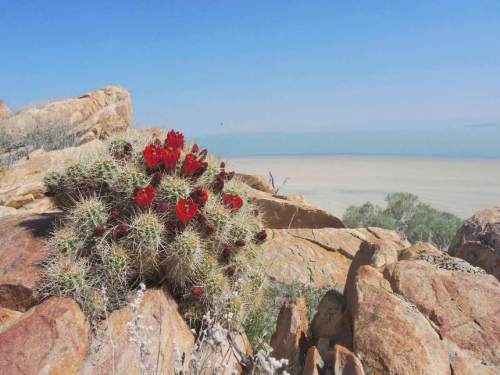 Steve Baker  |  Special to the Tribune

Claret Cup Cactus on Stansbury Island, Great Salt Lake.