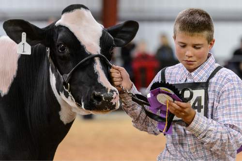 Trent Nelson  |  The Salt Lake Tribune
Kayd Goss with a handful of ribbons at the Western Spring National Cow Show in Richmond, Friday May 15, 2015. Richmond, Utah is celebrating the100th anniversary of Black & White Days and its Western Spring National Cow Show, one of the country's longest running cow shows and one of the few to earn "national status."