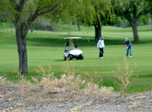 Al Hartmann |  The Salt Lake Tribune
Neighbors are complaining about Salt Lake City's plan to save water on Bonneville Golf Course by halting watering of grass and vegetation along the perimeters. The part of the course along Wasatch Drive is especially dry and weedy with occasional trash and broken glass.