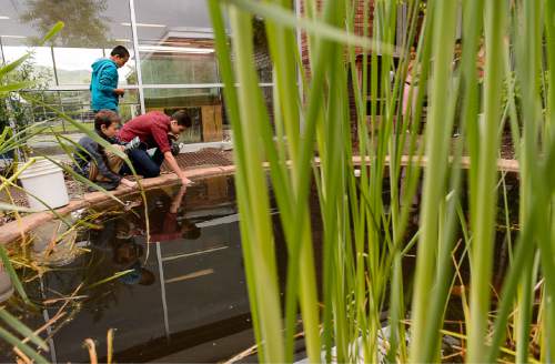 Trent Nelson  |  The Salt Lake Tribune
Max Porter, Andres Sanchez, and Gilberto Rejon takes samples from a pond at the Salt Lake Center for Science Education in Salt Lake City, Tuesday May 19, 2015.