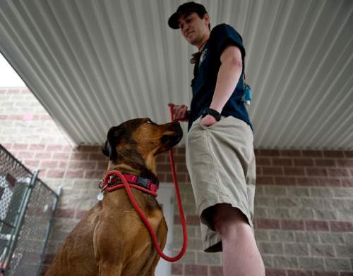 Lennie Mahler  |  The Salt Lake Tribune
Mitch Behrmann, a volunteer with Salt Lake County Animal Services, works with Nala, a 2-year-old Rottweiler mix on Friday. A math student at the University of Utah, Behrmann said he loves to spend time at the shelter with shy dogs, to watch them progress and become more comfortable with people and even learn tricks. Behrmann said people have a misconception that shelter dogs are broken, when in reality they are just like other dogs.