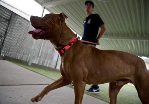 Lennie Mahler  |  The Salt Lake Tribune

Mitch Behrmann, a volunteer with Salt Lake County Animal Services, works with Nassau, a 2-year-old pit bull, Friday, May 22, 2015. A math student at the University of Utah, Behrmann said he loves to spend time at the shelter with shy dogs, to watch them progress and become more comfortable with people and even learn tricks. Behrmann said people have a misconception that shelter dogs are broken, when in reality they are just like other dogs.