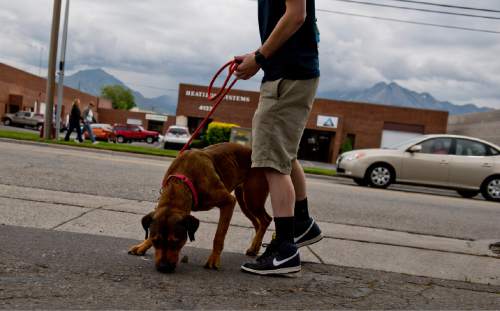 Lennie Mahler  |  The Salt Lake Tribune

Mitch Behrmann, a volunteer with Salt Lake County Animal Services, walks with Nala, a 2-year-old Rottweiler mix, Friday, May 22, 2015. A math student at the University of Utah, Behrmann said he loves to spend time at the shelter with shy dogs, to watch them progress and become more comfortable with people and even learn tricks. Behrmann said people have a misconception that shelter dogs are broken, when in reality they are just like other dogs.