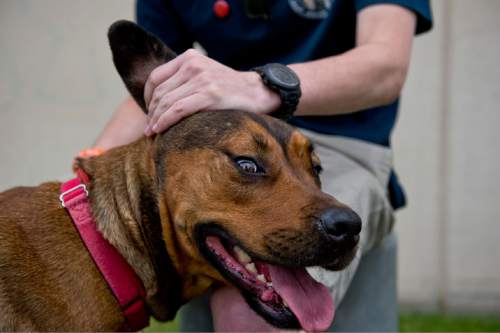 Lennie Mahler  |  The Salt Lake Tribune

Mitch Behrmann, a volunteer with Salt Lake County Animal Services, sits with Nala, a 2-year-old Rottweiler mix, during a walk Friday, May 22, 2015. A math student at the University of Utah, Behrmann said he loves to spend time at the shelter with shy dogs, to watch them progress and become more comfortable with people and even learn tricks. Behrmann said people have a misconception that shelter dogs are broken, when in reality they are just like other dogs.
