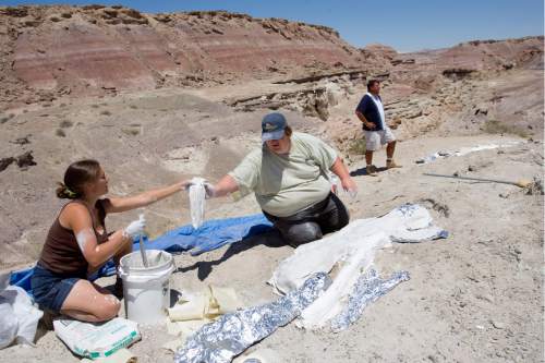 Scientists with the Burpee Museum of Natural HIstory in Illinois have uncovered a promising dinosaur quarry on BLM land near Hanksville.   Katie Tremaine, left, and Michael Henderson from the Burpee Museum wrap bones of a Camarasaurus in burlap dipped in plaster to stabilize them for a transport.  The small small hill they are on  has revealed three or four different kinds of dinosaurs.  Scott Williams, right, oversees the dig.   Al Hartmann photo/Salt Lake Tribune   6/19/08