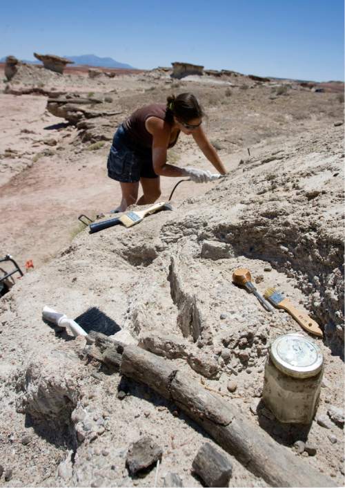 Scientists with the Burpee Museum of Natural HIstory in Illinois have uncovered a promising dinosaur quarry on BLM land near Hanksville.  Here Katie Tremaine, an undergrad at Northern Illinnois University and employee of Burpee Museum uses a small pneumatic jackhammer to remove rock and soil from an Allosaurus from the side of a hill.  A large Allosaurus bone is at the bottom of the picture.  Al Hartmann photo/Salt Lake Tribune   6/19/08