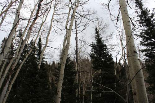 Michael McFall |  The Salt Lake Tribune

Willow Heights Trail in Big Cottonwood Canyon.