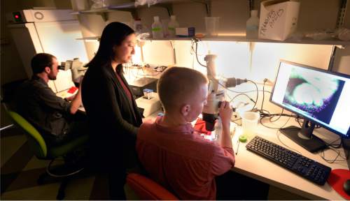 Al Hartmann |  The Salt Lake Tribune
Kristen Kwan, assistant professor of human genetics at the University of Utah, center, oversees graduate students Chase Bryan, left, and Ben Jussila in a microscope lab. They are studying Zebra fish embryo eye development to help understand human birth defects for blindness. The University of Utah's Vivian Lee is among medical school deans nationwide calling for more federal research money. She joins counterparts from Yale and a host of other schools on Wednesday in a journal article saying a lack of federal funding is disquieting research institutions across the country.