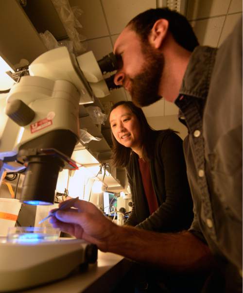 Al Hartmann |  The Salt Lake Tribune
Kristen Kwan, assistant professor of human genetics at the University of Utah, oversees graduate student Chase Bryan in a microscope lab. They are studying Zebra fish embryo eye development to help understand human birth defects for blindness. The University of Utah's Vivian Lee is among medical school deans nationwide calling for more federal research money. She joins counterparts from Yale and a host of other schools on Wednesday in a journal article saying a lack of federal funding is disquieting research institutions across the country.