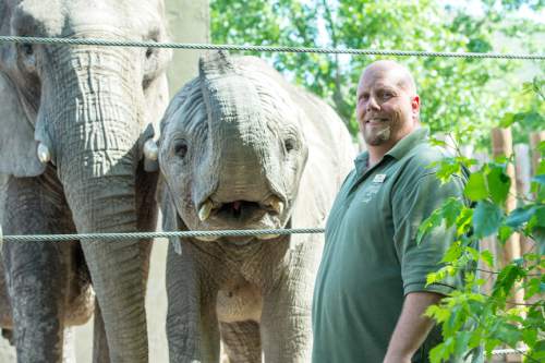 Chris Detrick  |  The Salt Lake Tribune
Elephant Manager Eric Peterson poses for a portrait with Christie and Zuri at Utah's Hogle Zoo Wednesday June 3, 2015..