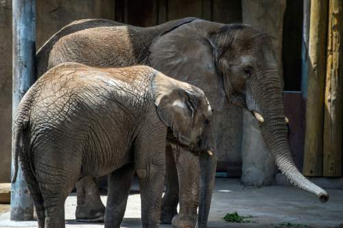 Chris Detrick  |  The Salt Lake Tribune
Elephants Christie and Zuri at Utah's Hogle Zoo Thursday May 28, 2015.