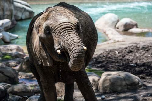 Chris Detrick  |  The Salt Lake Tribune
Elephant Zuri at Utah's Hogle Zoo Thursday May 28, 2015.