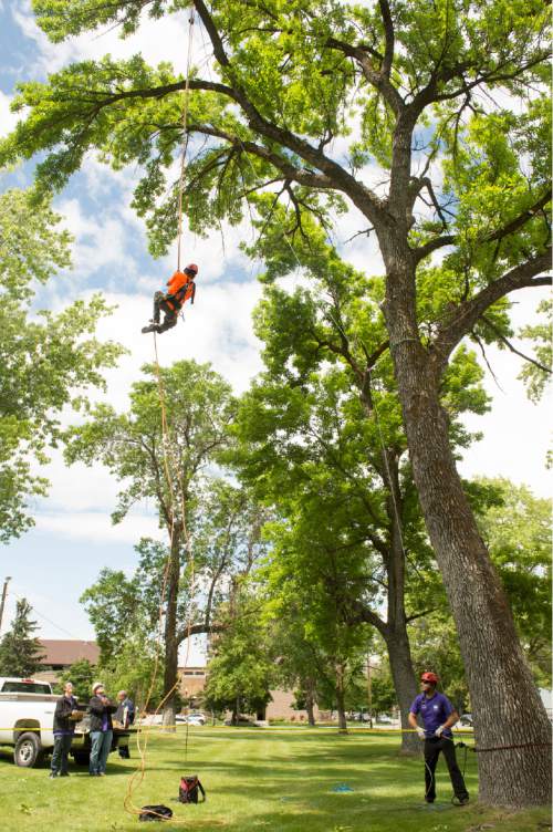 Rick Egan  |  The Salt Lake Tribune
John Dallinga, Ogden, competes in the secured foot-lock event at the 22nd Annual Utah Tree Climbing Championship at Lester Park in Ogden on Friday. The competition continues Saturday. The winner will represent Utah at the 2016 International Tree Climb Competition in San Antonio, Texas.