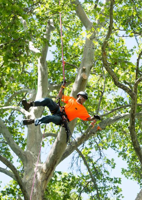 Rick Egan  |  The Salt Lake Tribune

Ben Le, Orem, competes in the work climb event at the 22nd Annual Utah Tree Climbing Championship at Lester Park in Ogden, Friday, June 5, 2015.
