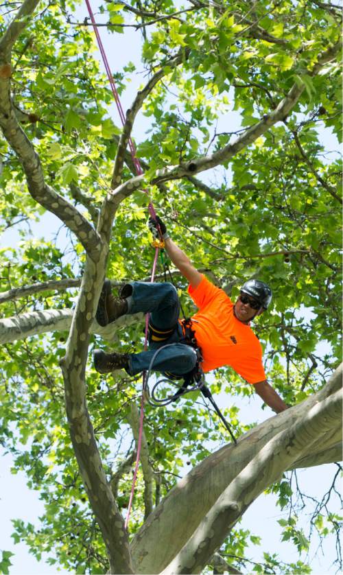 Rick Egan  |  The Salt Lake Tribune

Ben Le, Orem, competes in the work climb event at the 22nd Annual Utah Tree Climbing Championship at Lester Park in Ogden, Friday, June 5, 2015. The competition continues Saturday. The winner will represent Utah at the 2016 International Tree Climb Competition in San Antonio, Texas.