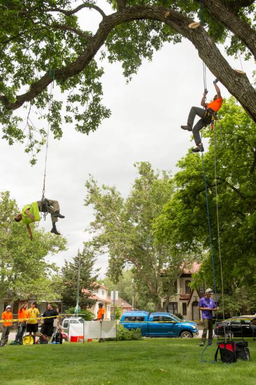 Rick Egan  |  The Salt Lake Tribune

Brian Christensen competes in the aerial rescue event at the 22nd Annual Utah Tree Climbing Championship at Lester Park in Ogden, Friday, June 5, 2015. The competition continues Saturday. The winner will represent Utah at the 2016 International Tree Climb Competition in San Antonio, Texas.