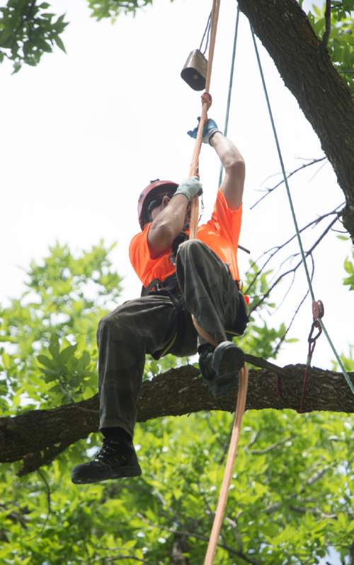 Rick Egan  |  The Salt Lake Tribune

John Dallinga, Ogden, rings the bell at the top of the rope as he competes in the secured foot-lock event at the 22nd Annual Utah Tree Climbing Championship at Lester Park in Ogden, Friday, June 5, 2015. The competition continues Saturday. The winner will represent Utah at the 2016 International Tree Climb Competition in San Antonio, Texas.