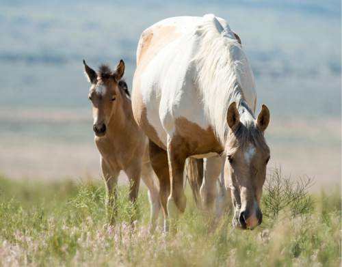 Rick Egan  |  The Salt Lake Tribune

A foal and its mother graze in the Onaqui wild horse management area  near Simpson Springs. BLM will soon begin darting Onaqui mares with a contraceptive in the hopes of controlling wild horse numbers without costly and controversial roundups. Thursday, June 5, 2014.