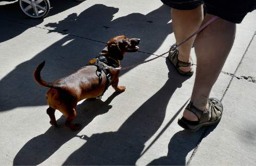 Scott Sommerdorf   |  The Salt Lake Tribune
Winnie the dachshund looks for direction from her master as they navigate the Downtown Farmers Market on the first day of its season Saturday, June 13, 2015. Dozens of produce, food, arts and craft vendors will operate each Saturday from 8 a.m. to 2 p.m. through Oct. 24.