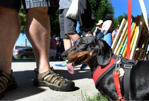 Scott Sommerdorf   |  The Salt Lake Tribune
Winnie the dachshund pants from the hot walk through the Downtown Farmers Market on the first day of its season Saturday, June 13, 2015.  Dozens of produce, food, arts and craft vendors will operate each Saturday from 8 a.m. to 2 p.m. through Oct. 24.