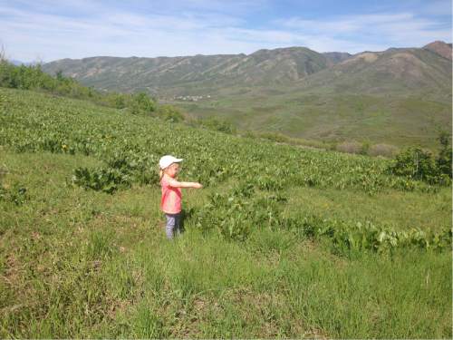 Erin Alberty  |  The Salt Lake Tribune

A little hiker plays in a meadow atop Emigration Canyon.