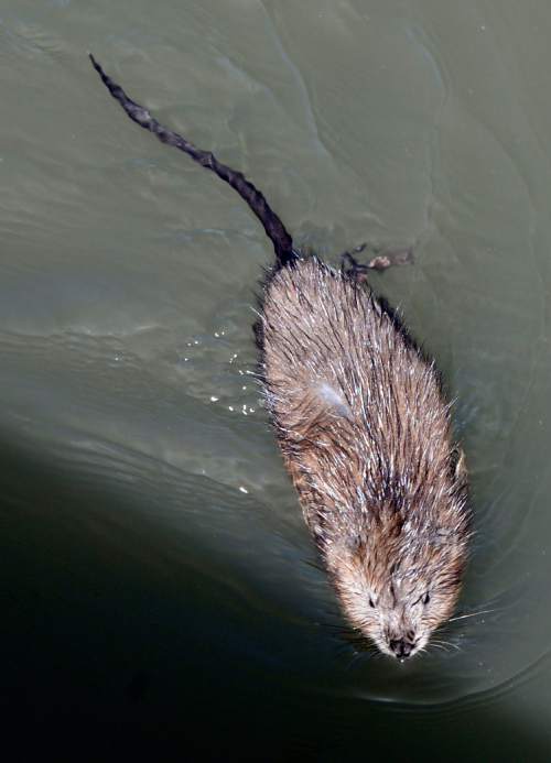 Al Hartmann  |  The Salt Lake Tribune

A muskrat swims in the Constructed Wetland near 900 South and 900 West on June 17, 2015.  A recent survey of Salt Lake City residents about recreation and parks determined that open space parks and bike trails were important to people in the city.
