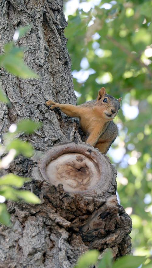 Al Hartmann  |  The Salt Lake Tribune
A squirrel chatters from a cottonwood tree above the 9 Line bike trail that runs parallel to the Constructed Wetland near 900 South and 900 West on June 17, 2015.  on June 17, 2015.  A recent survey of Salt Lake City residents about recreation and parks determined that open space parks and bike trails were important to people in the city.