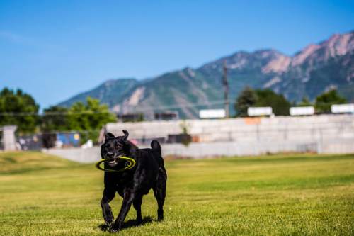 Chris Detrick  |  The Salt Lake Tribune
Blues, 7, a black lab, retrieves a frisbee for his owner Chad Calkins at Scott Avenue Park in Millcreek Thursday June 18, 2015.  Salt Lake County has proposed that Scott Avenue Park be one of six off-leash dog parks in a one-year pilot study looking at the best way to provide this type of recreational amenity.