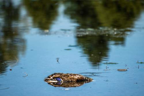 Chris Detrick  |  The Salt Lake Tribune
A dead duck in the pond at Sugar House Park on Tuesday.
