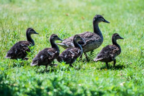 Chris Detrick  |  The Salt Lake Tribune
Ducks near the pond at Sugar House Park Tuesday June 23, 2015.